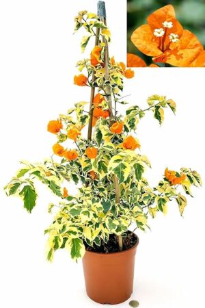 POWERS TO FLOWERS - BOUGAINVILLEA ARANCIONE, BUGANVILLEA, pianta vera VARIEGATA, ALTEZZA 70CM, pianta vera