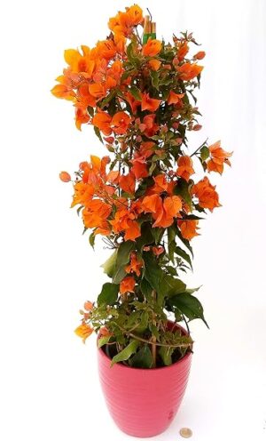 POWERS TO FLOWERS - BOUGAINVILLEA, BUGANVILLEA, ARANCIONE IN VASO CERAMICA FUCSIA, pianta vera