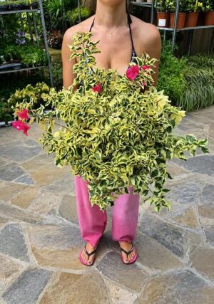 POWERS TO FLOWERS - BOUGAINVILLEA, BUGANVILLEA, VARIETA A FOGLIA VARIEGATA, CESPUGLIO VASO 28 CM DIAMETRO, pianta vera