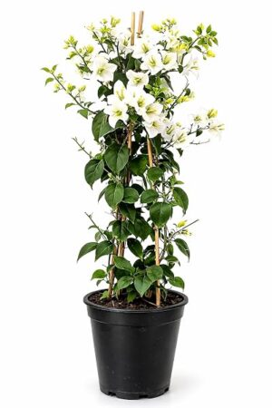 POWERS TO FLOWERS - BOUGANVILLE BIANCA, ALTEZZA 70 CM, BUGANVILLEA, OFFERTA ULTIMI 20 PEZZI!!! pianta vera