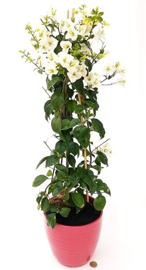 POWERS TO FLOWERS - BOUGANVILLE BIANCA IN VASO CERAMICA ROSSO, pianta vera