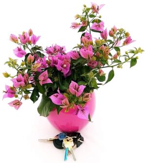 POWERS TO FLOWERS - BOUGANVILLE FUCSIA IN VASO TONDO FUCSIA, pianta vera