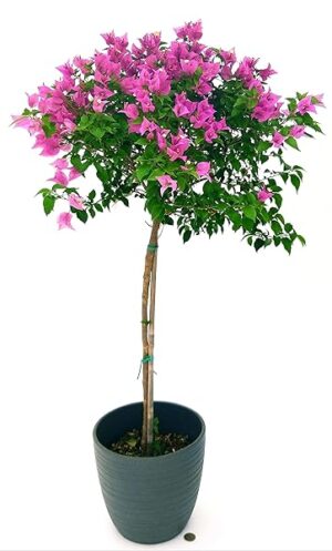 POWERS TO FLOWERS - BOUGAINVILLEA, BUGANVILLEA, ALBERELLO IN VASO CERAMICA ANTRACITE A RIGHE, VASO 24CM, pianta vera
