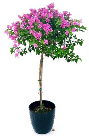 POWERS TO FLOWERS - BOUGAINVILLEA, BUGANVILLEA, ALBERELLO IN VASO CERAMICA NERO A RIGHE, VASO 24CM, pianta vera