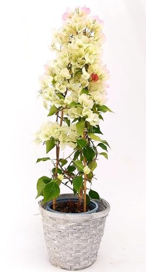 POWERS TO FLOWERS - BOUGAINVILLEA, BUGANVILLEA BIANCO/ROSA IN CESTO VIMINI, pianta vera
