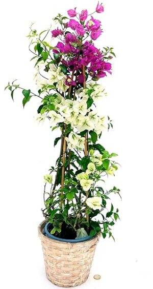 POWERS TO FLOWERS - BOUGAINVILLEA, BUGANVILLEA BICOLORE BIANCA e FUCSIA, IN CESTO VIMINI, pianta vera