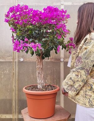 POWERS TO FLOWERS - BOUGAINVILLEA, BUGANVILLEA, pianta vera ESEMPLARE ALBERELLO, IN VASO 34CM DIAMETRO, ALTEZZA 110CM, pianta vera
