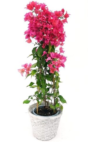 POWERS TO FLOWERS - BOUGAINVILLEA, BUGANVILLEA FUCSIA INTENSO IN CESTO VIMINI, pianta vera