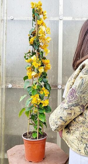 POWERS TO FLOWERS - BOUGAINVILLEA, BUGANVILLEA GIALLA IN VASO 19CM DIAMETRO, ALTEZZA 70CM, pianta vera