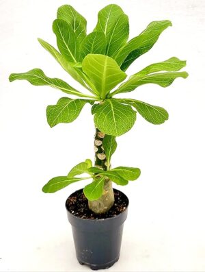 POWERS TO FLOWERS - BRIGHAMIA INSIGNIS, PALMA HAWAIANA VASO 13CM DIAMETRO, pianta vera