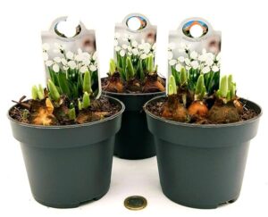 POWERS TO FLOWERS - BUCANEVE, GALANTHUS NIVALIS, 3 PIANTE, VASO 12CM, piante vere