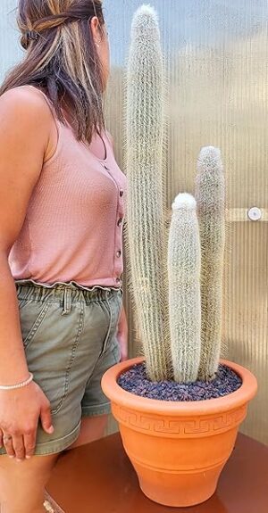 POWERS TO FLOWERS - CACTUS AUSTROCEPHALOCEREUS DYBOWSKII ESEMPLARE, IN VASO COCCIO 26CM, pianta vera