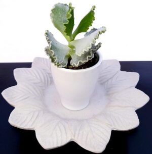 POWERS TO FLOWERS - CACTUS COTYLEDON UNDULATA IN DOPPIO VASO CERAMICA, pianta vera