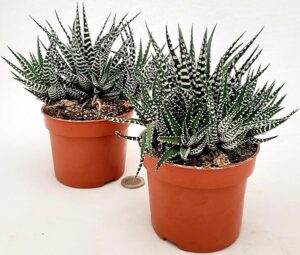 POWERS TO FLOWERS - CACTUS HAWORTHIA BIG BEND ALBA IN VASO 11CM DIAMETRO, 2 PIANTE, piante vere