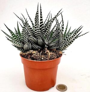 POWERS TO FLOWERS - CACTUS HAWORTHIA BIG BEND ALBA IN VASO 11CM DIAMETRO, pianta vera