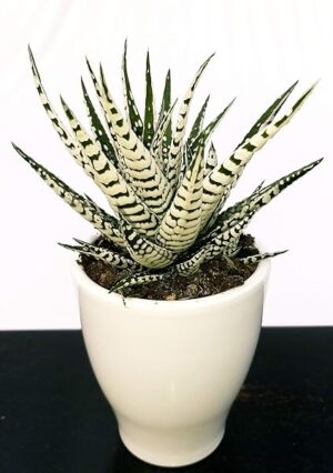 POWERS TO FLOWERS - CACTUS HAWORTHIA BIG BEND ALBA IN VASO CERAMICA BIANCO, pianta vera