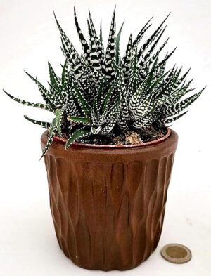 POWERS TO FLOWERS - CACTUS HAWORTHIA BIG BEND ALBA IN VASO CERAMICA MOKKA, VASO 12CM DIAMETRO, pianta vera