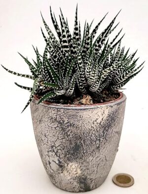 POWERS TO FLOWERS - CACTUS HAWORTHIA BIG BEND ALBA IN VASO CERAMICA RUSTICO, VASO 12CM DIAMETRO, pianta vera