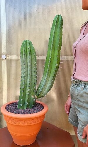 POWERS TO FLOWERS - CACTUS POLASKIA CHICHIPE ESEMPLARE, IN VASO COCCIO 26CM, pianta vera