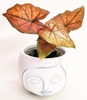 POWERS TO FLOWERS - CALADIUM BRONZO MICRO IN VASO CERAMICA SIGNORINA, IDEALE PER SCRIVANIA, pianta vera