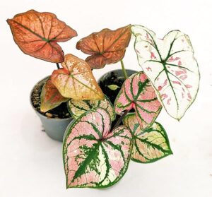 POWERS TO FLOWERS - CALADIUM MICRO TRIS, IDEALE PER TERRARIUM, VASO 5,5CM DIAMETRO, 3 PIANTE, piante vere