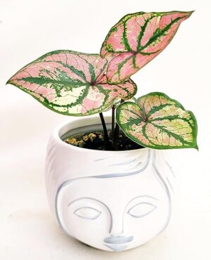 POWERS TO FLOWERS - CALADIUM ROSA MICRO IN VASO CERAMICA SIGNORINA, IDEALE PER SCRIVANIA, pianta vera
