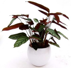 POWERS TO FLOWERS - CALATHEA COMPACT STAR, IN VASO CERAMICA BIANCO SFERICO, VASO 14CM, pianta vera