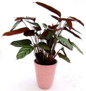 POWERS TO FLOWERS - CALATHEA COMPACT STAR, IN VASO CERAMICA ROSA ANTICO, VASO 14CM, pianta vera