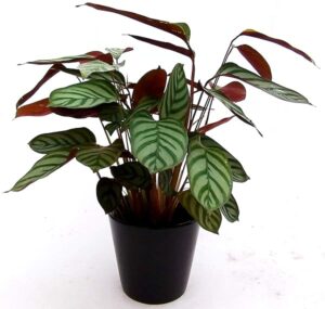 POWERS TO FLOWERS - CALATHEA COMPACT STAR, VASO 14CM, pianta vera