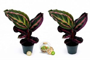 POWERS TO FLOWERS - CALATHEA DOTTIE MINI IDEALE PER TERRARIUM, 2 PIANTE, piante vere