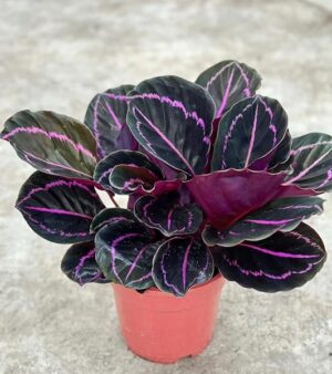 POWERS TO FLOWERS - CALATHEA DOTTIE XXL VASO 19CM DIAMETRO, pianta vera