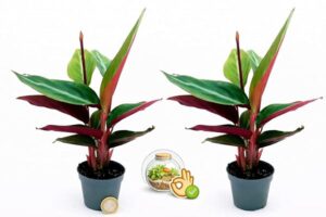 POWERS TO FLOWERS - CALATHEA GREEN STAR MINI IDEALE PER TERRARIUM, 2 PIANTE, piante vere