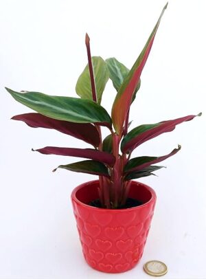 POWERS TO FLOWERS - CALATHEA GREEN STAR MINI, IN VASO CERAMICA CUORI, pianta vera
