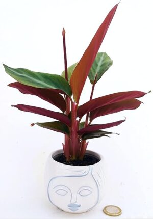 POWERS TO FLOWERS - CALATHEA GREEN STAR MINI, IN VASO CERAMICA SIGNORINA, pianta vera