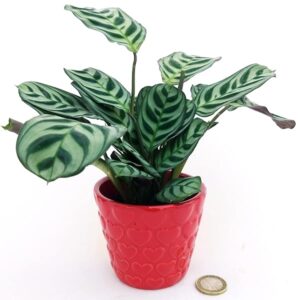 POWERS TO FLOWERS - CALATHEA, MARANTA BURBLE MAXII AMABILIS MINI, IN VASO CERAMICA CUORI, pianta vera