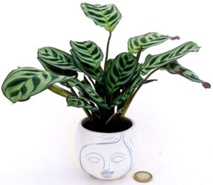 POWERS TO FLOWERS - CALATHEA, MARANTA BURBLE MAXII AMABILIS MINI, IN VASO CERAMICA SIGNORINA, pianta vera