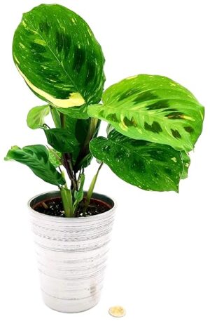 POWERS TO FLOWERS - CALATHEA, MARANTA LEUCONEURA KERCHOVEANA VARIEGATA IN VASO CERAMICA ARGENTO, pianta vera