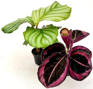 POWERS TO FLOWERS - CALATHEA ORBIFOLIA e CALATHEA ROSY, IN VASO 7cm Diametro, ideale per kokedama e terrarium, piante vere