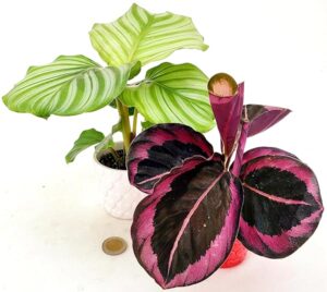 POWERS TO FLOWERS - CALATHEA ORBIFOLIA e CALATHEA ROSY, IN VASO CUORI BIANCO E ROSSO, pianta vera