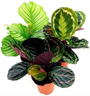 POWERS TO FLOWERS - CALATHEA ROSEOPICTA MEDALLION, DOTTIE, ORBIFOLIA, VASO 15CM, MARANTA, piante vere