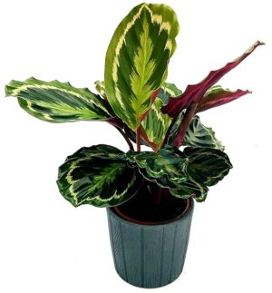 POWERS TO FLOWERS - CALATHEA ROSEOPICTA MEDALLION, IN VASO CERAMICA ANTRACITE DECORATO, VASO 16CM, MARANTA, pianta vera