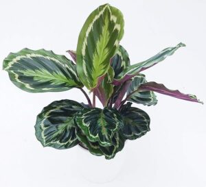 POWERS TO FLOWERS - CALATHEA ROSEOPICTA MEDALLION, IN VASO CERAMICA BIANCO DECORATO, VASO 16CM, MARANTA, pianta vera