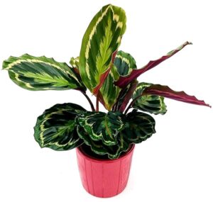 POWERS TO FLOWERS - CALATHEA ROSEOPICTA MEDALLION, IN VASO CERAMICA ROSA ANTICO DECORATO, VASO 16CM, MARANTA, pianta vera