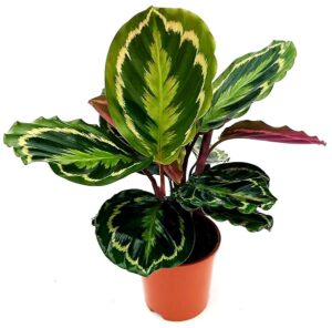 POWERS TO FLOWERS - CALATHEA ROSEOPICTA MEDALLION VASO 15CM, MARANTA, pianta vera