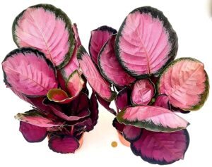 POWERS TO FLOWERS - CALATHEA ROSEOPICTA ROSY, 2 PIANTE, IN VASO 15cm diametro, MARANTA, pianta vera