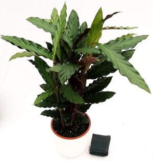 POWERS TO FLOWERS - CALATHEA RUFIBARBA IN VASO CERAMICA BIANCO A RIGHE, VASO 19CM, pianta vera