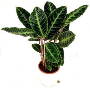 POWERS TO FLOWERS - CALATHEA WARSCEWICZII MARANTA IN VASO CERAMICA BIANCO, vaso 22cm, pianta vera