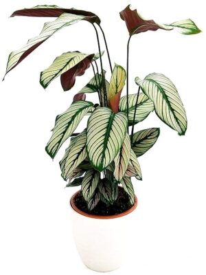 POWERS TO FLOWERS - CALATHEA WHITE STAR IN VASO CERAMICA BIANCO A RIGHE, VASO 19CM, pianta vera