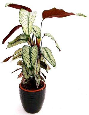 POWERS TO FLOWERS - CALATHEA WHITE STAR IN VASO CERAMICA NERO A RIGHE, VASO 19CM, pianta vera