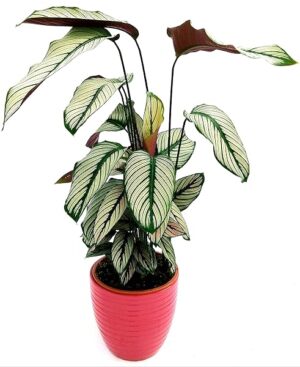 POWERS TO FLOWERS - CALATHEA WHITE STAR IN VASO CERAMICA ROSA ANTICO A RIGHE, VASO 19CM, pianta vera